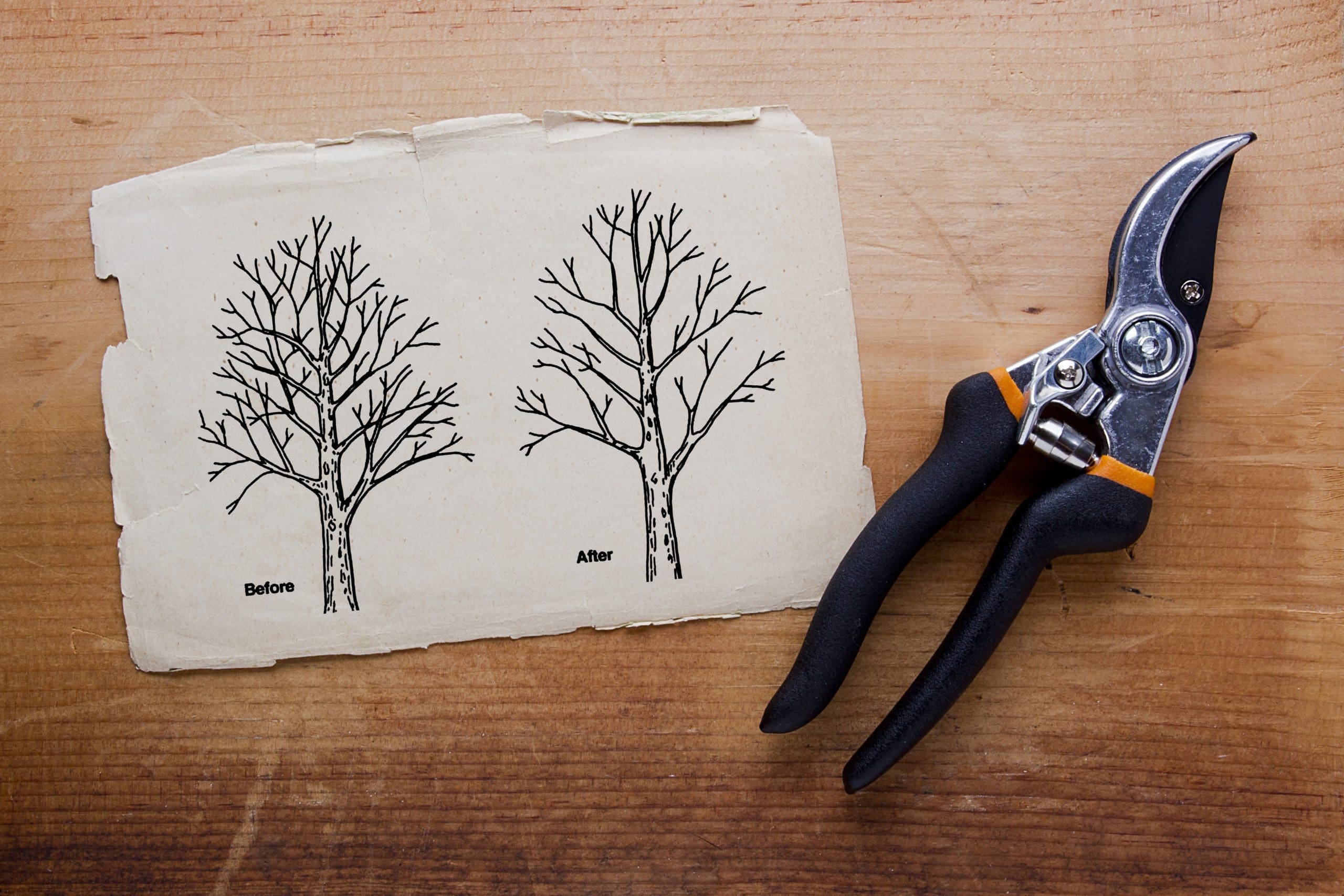 Tree pruning before and after crown thining Vector illustration.