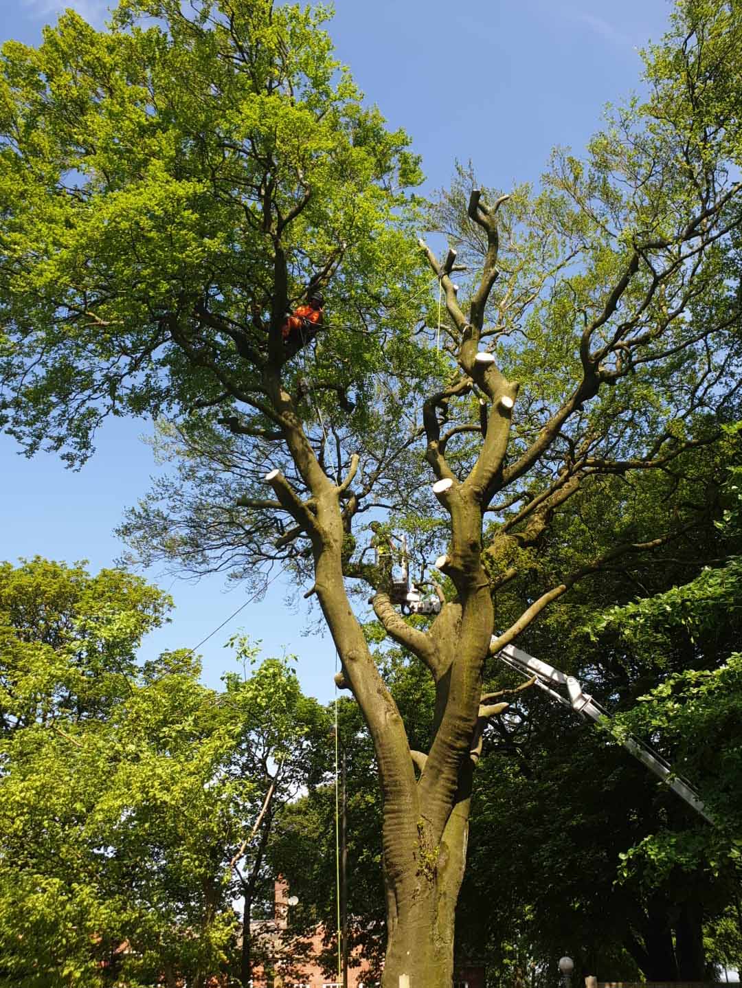 Tree surgeon using tree dismantling techniques for tree removal in rochdale