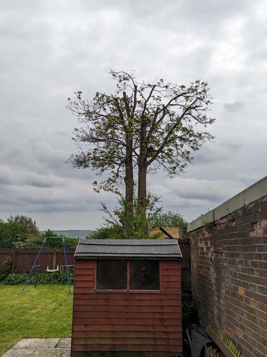 Tree pruning in Rochdale by ACC Tree Care After Crown Reduction