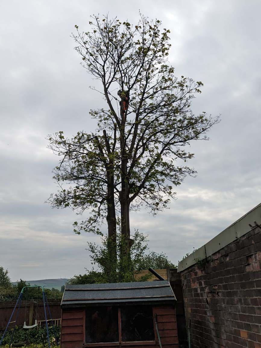 Tree pruning in Rochdale by ACC Tree Care Half complete