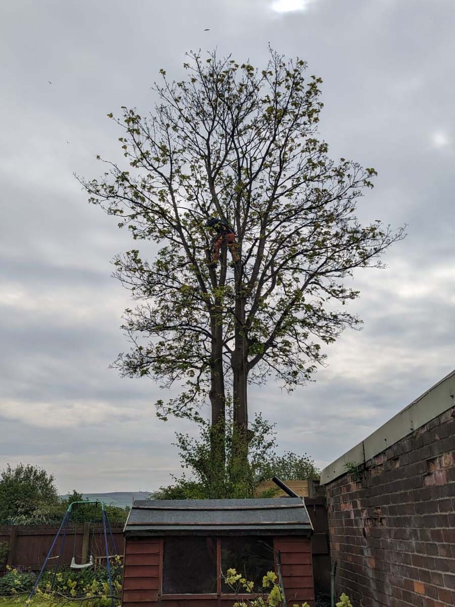 Tree pruning in Rochdale by ACC Tree Care full tree with Tree Surgeon