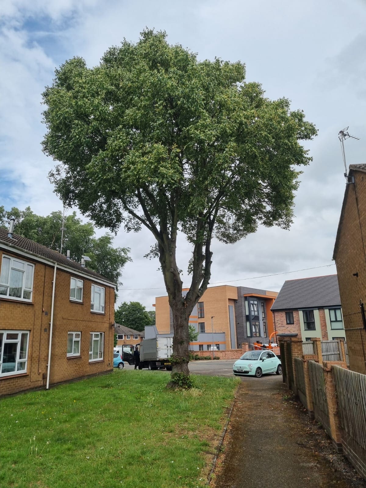 Sycamore tree After crown lift pruning technique by ACC Tree Care