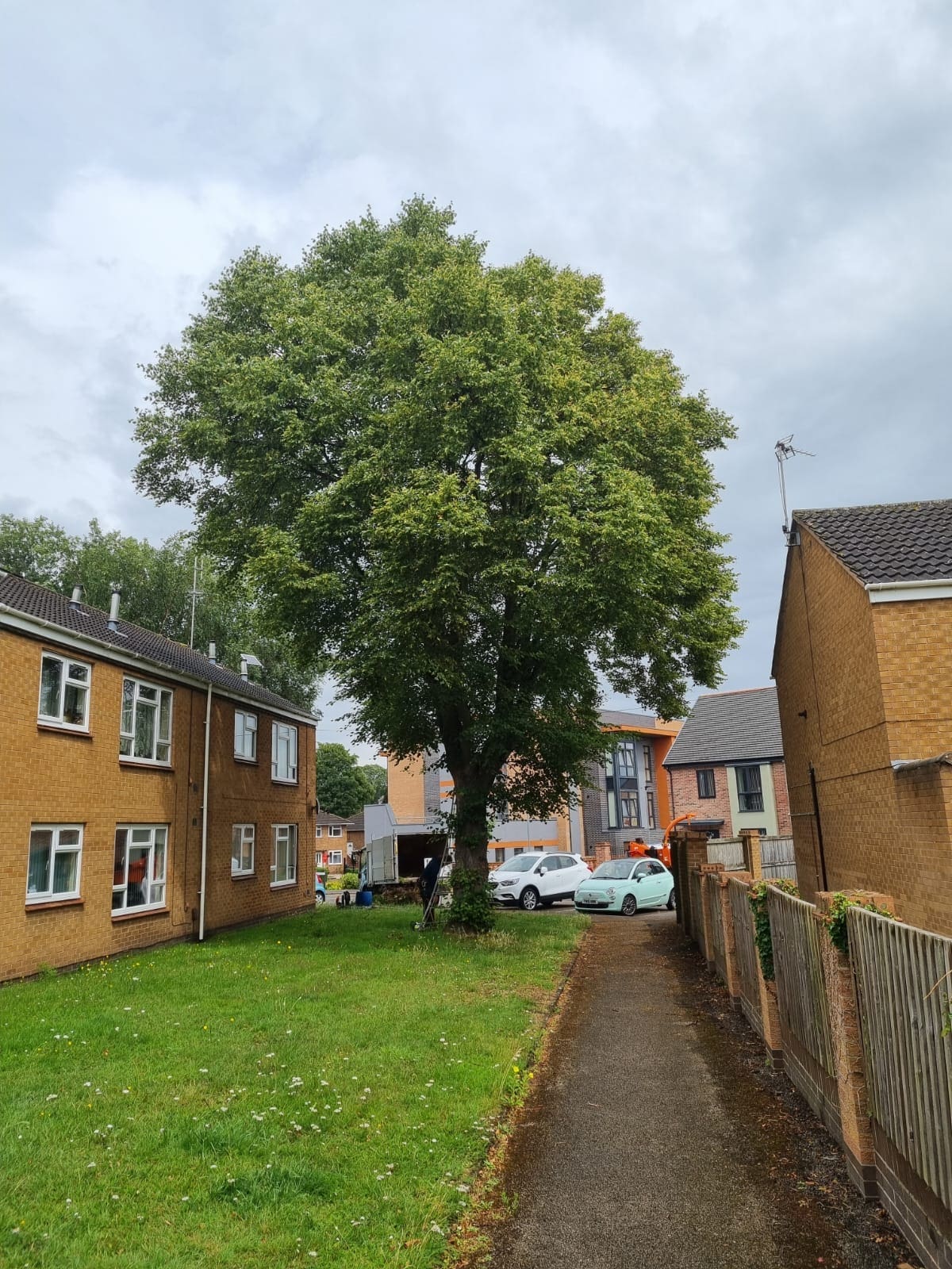 Sycamore tree before crown lift pruning technique by ACC Tree Care