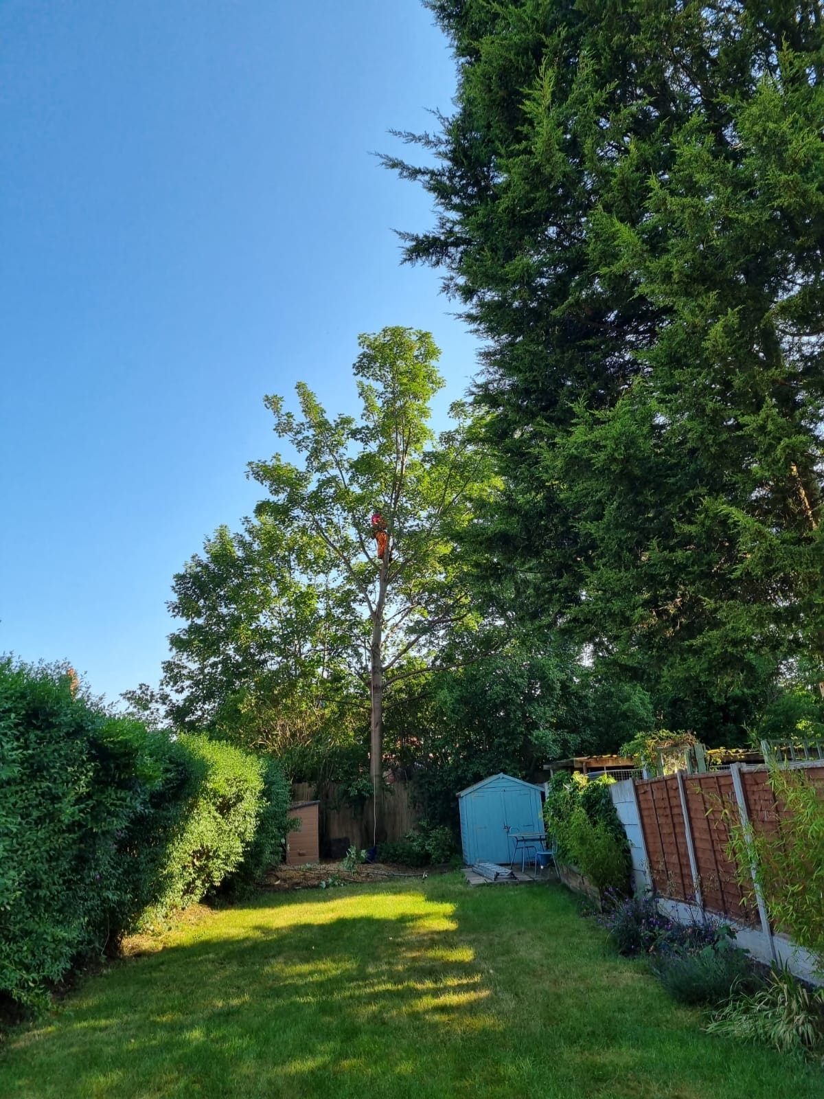 Tree Pruning crown reduction in Haywood, Rochdale Before by ACC Tree Care