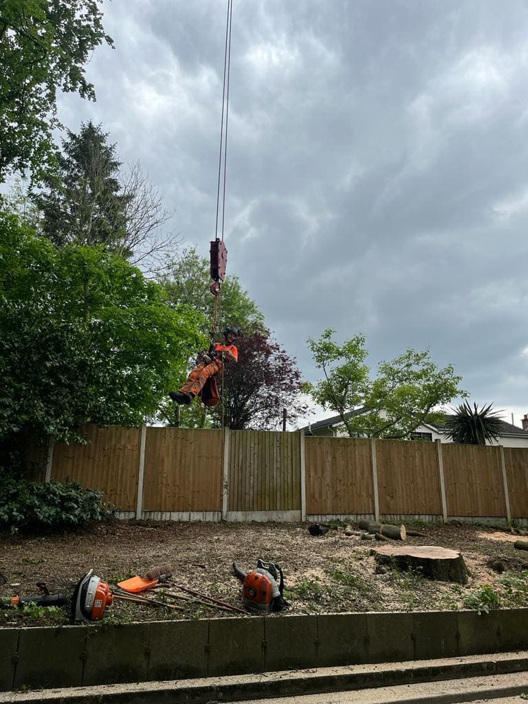 Tree Surgeon dangling from a crane after tree removal in bury, Manchester by ACC Tree Care