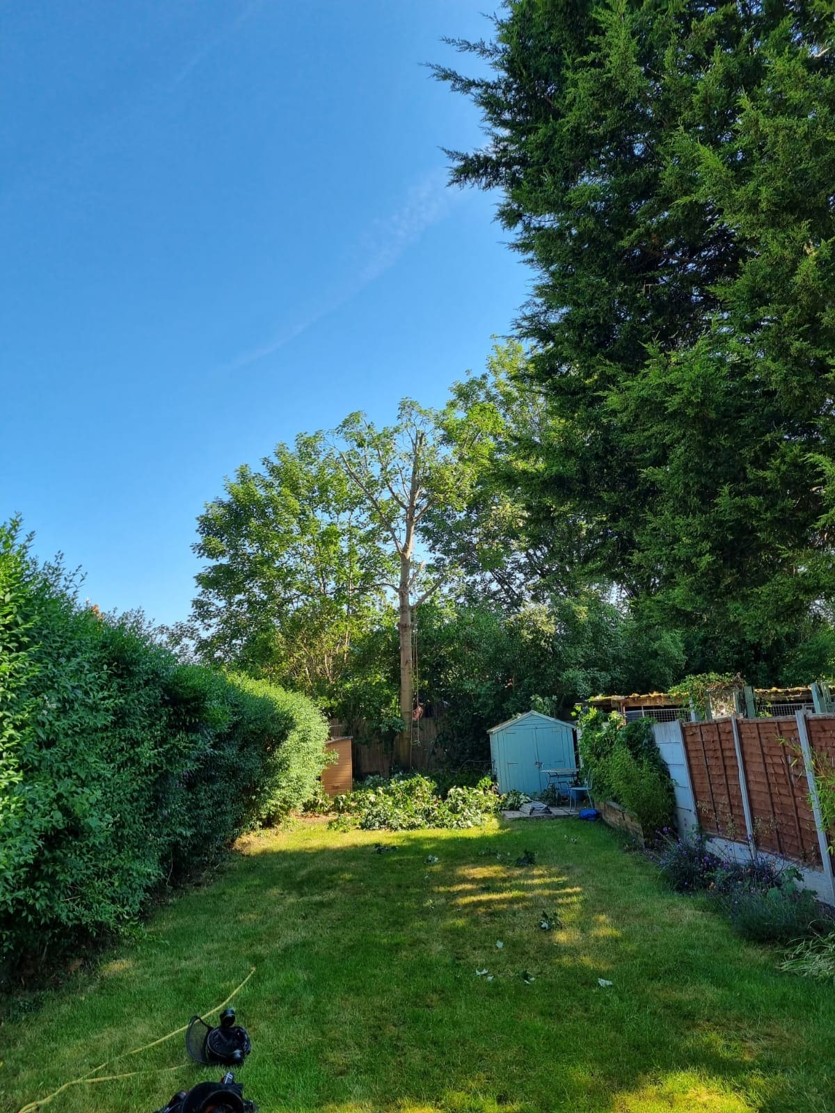 Tree pruning crown reduction in Haywood, Rochdale After