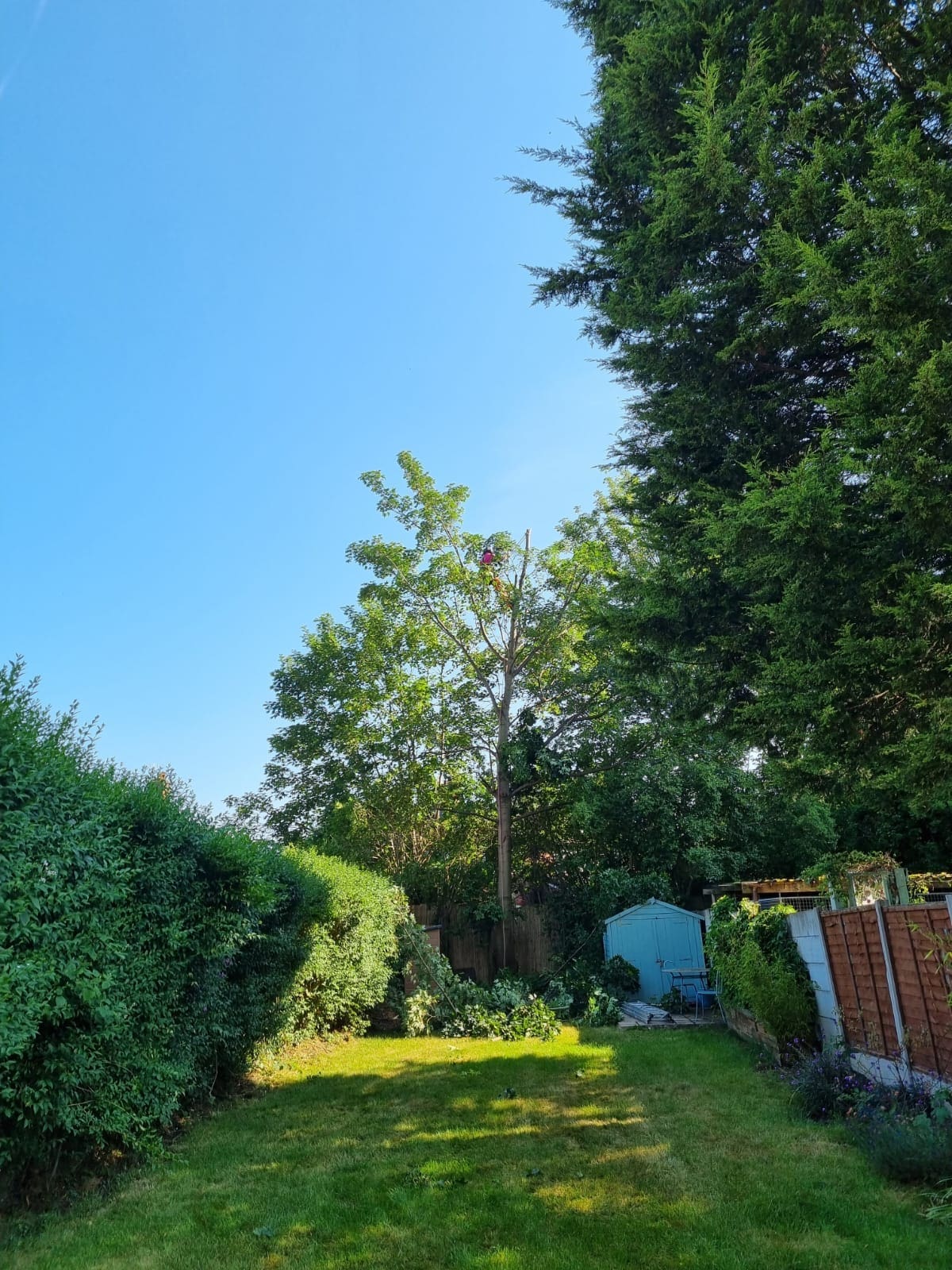 Tree pruning crown reduction in Haywood Rochdale during 2 by ACC Tree Care