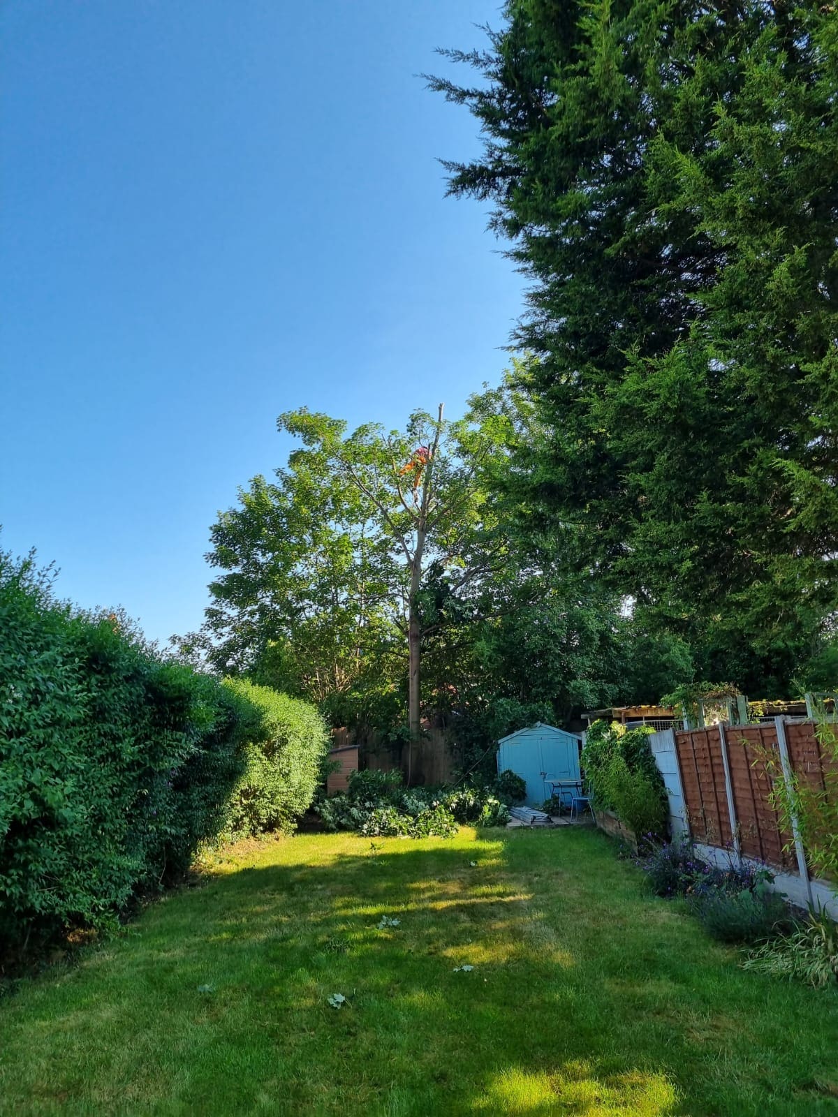 Tree pruning crown reduction in Haywood Rochdale during by ACC Tree Care