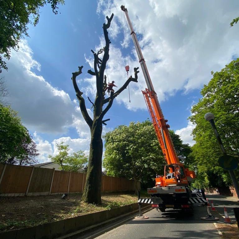 Tree surgeon at ACC Tree Care with crane in Manchester