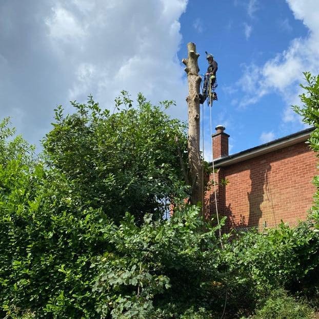 Dismantling stem during tree removal. Heywood, Manchester