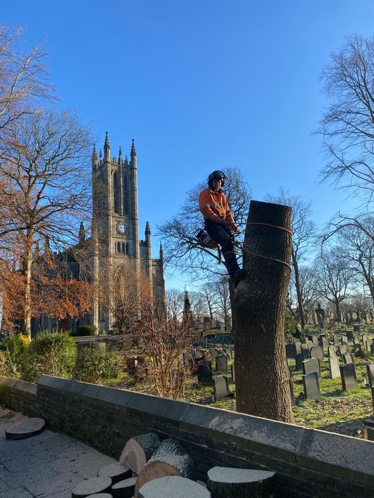 Tree Removal over Headstones at Cathederal in Rochdale byTree Surgeon in Bury at ACC Tree Care