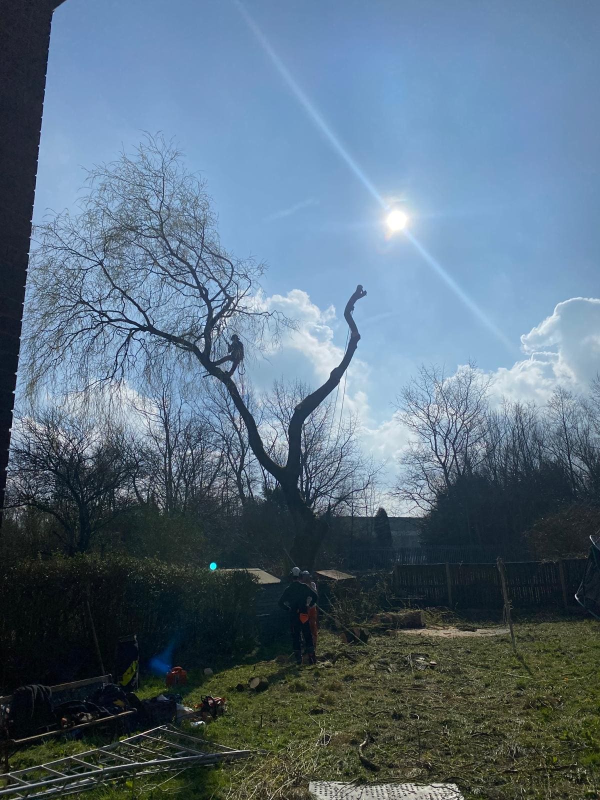 Tree with Decay problem during tree removal in Bury, Manchester by ACC Tree Care1 4