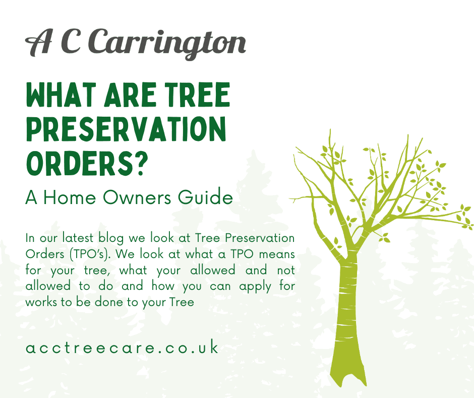 What are Tree Preservation orders? A Home owners Guide