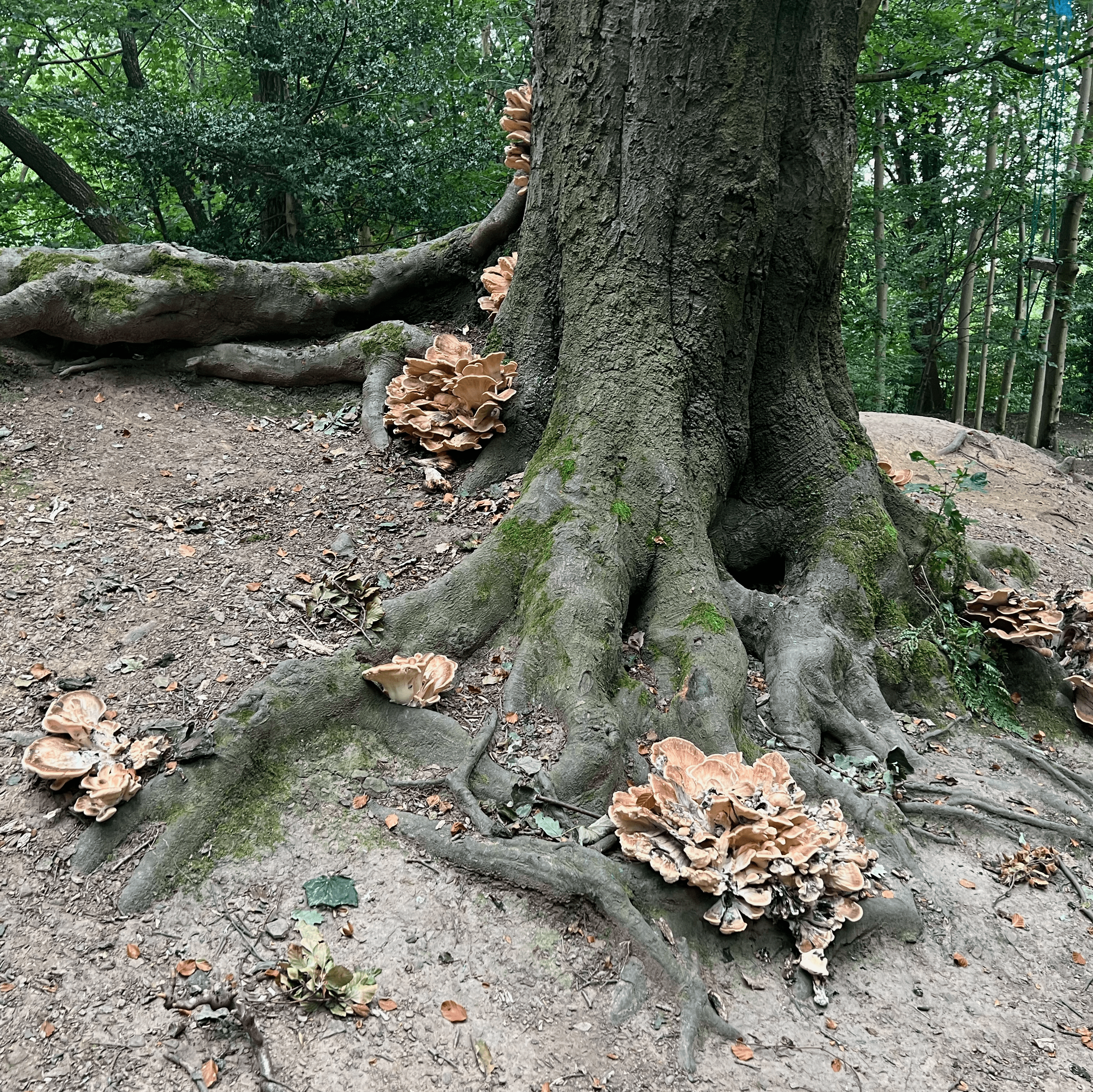 Tree with disease and fungus fruiting body Why Autumn is the Perfect Time to Check Your Trees for Disease