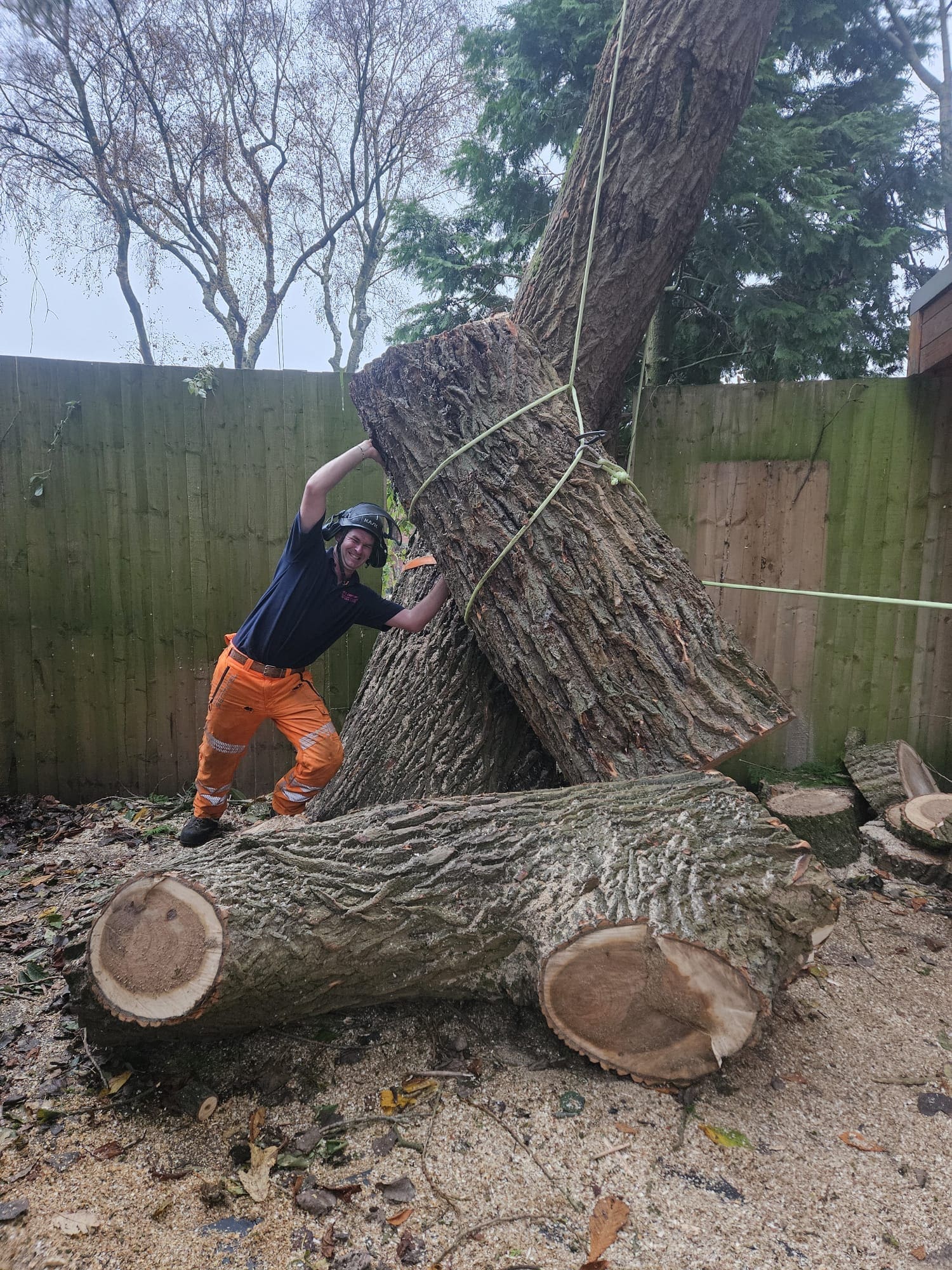 Tree removal using specialist rigging equipment