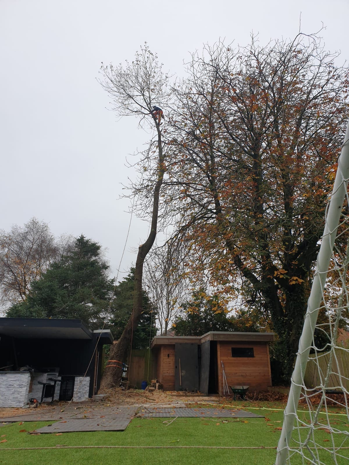 Tree surgeon dismantling large tree between buildings