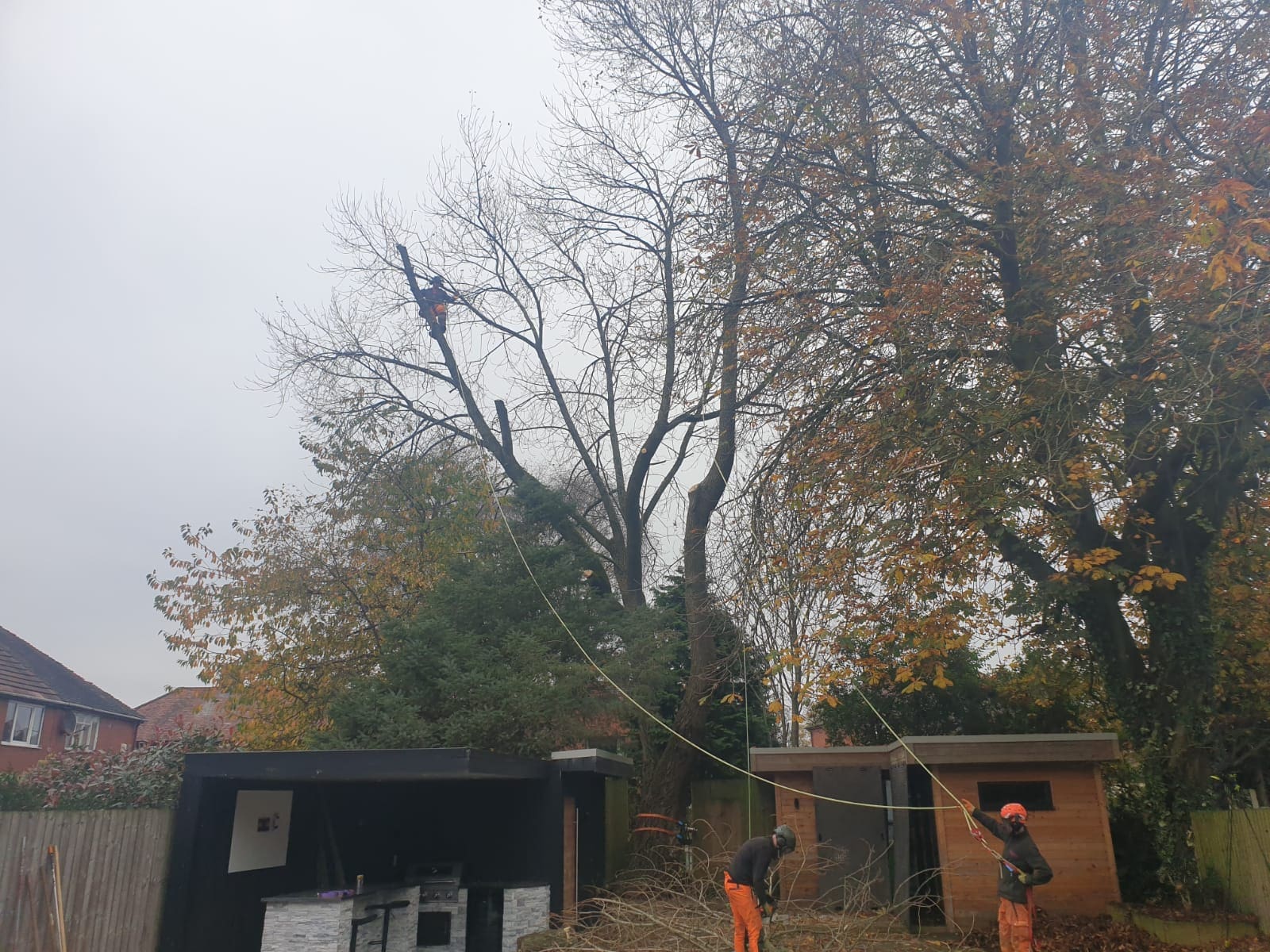 lowering tree branches between buildings