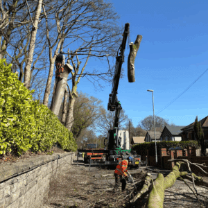 Huge tree removal and lowered onto ground_