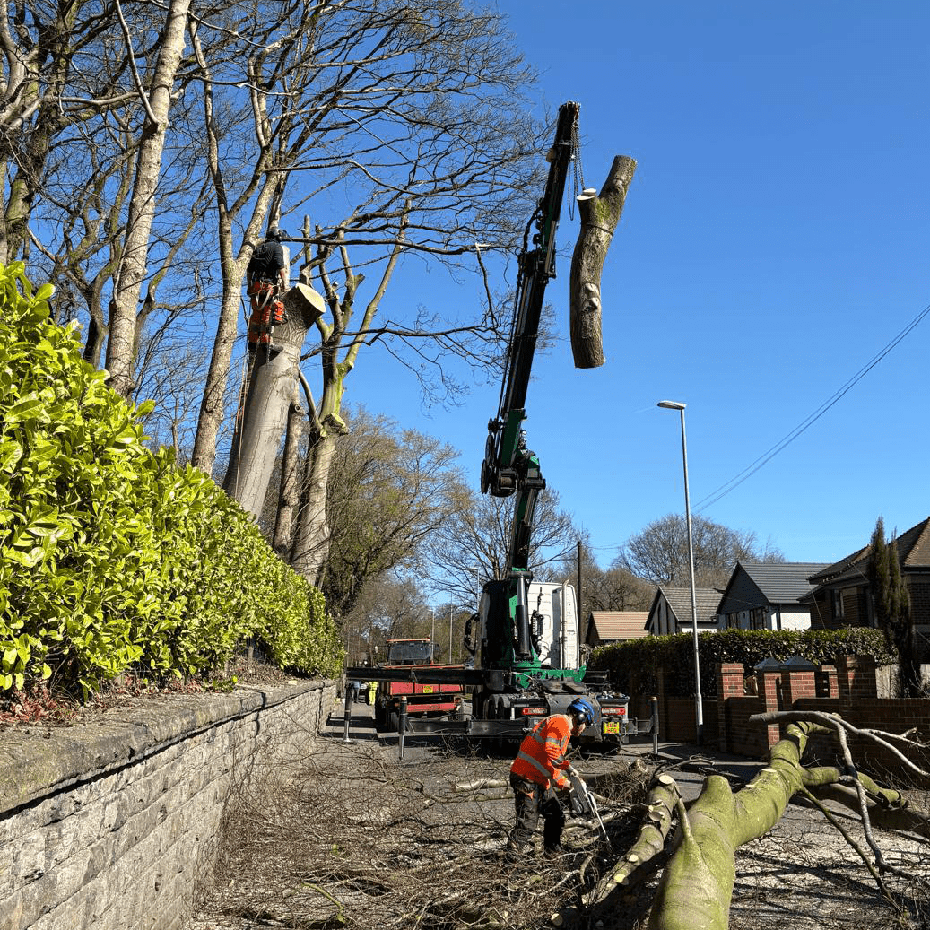 Huge tree removal and lowered onto ground_